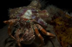Dardanus pedunculatus on a lembeh nightwalk,notice the 2 ... by Marco Wannenmacher 